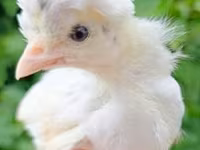 Chickens — zdjęcie 2