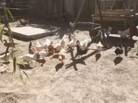 Chickens — عکس 1