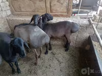 Beran, Rhon sheep — foto 2