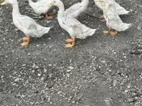Ducks — снимка 2