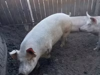 Scrofa, Крупная белая — foto 2