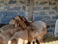 Wad, Sheep — sawirka 3