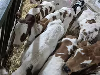 Toro, Simmental cattle — foto 2