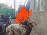 Ovan, Tian-Shan semifinewool sheep — fotografija 2