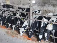 காளை, Russian Black pied cattle — புகைப்படம் 3