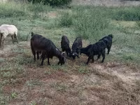 Kozy (šarže, pohlaví neuvedeno), Kozy — foto 1