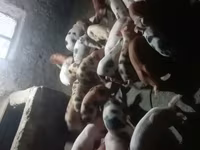 公猪, Pigs — 照片 4