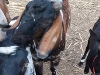 Buk, Nubian Goat — foto 4