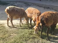 Pecora, Arashan sheep — foto 5