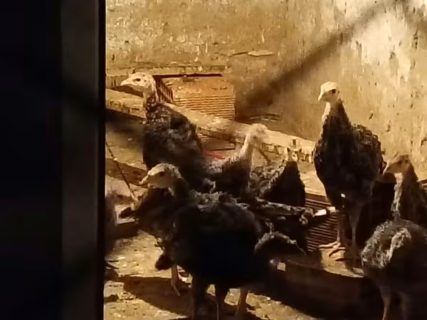 ብሮንዝ