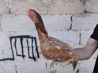 Chickens — foto 8