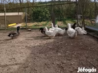 German Pekin — sawirka 7