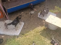 Chickens — zdjęcie 2