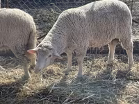 Kambing jantan, Sheep — foto 1
