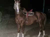 Hengst, Tatar horse — Foto 3