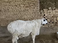گوسفند (گروه، جنسیت مشخص نشده), گوسفند — عکس 1