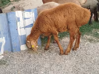 Qoç, Qoyunlar — foto 1