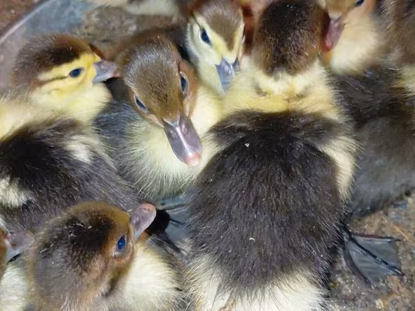 Ducks