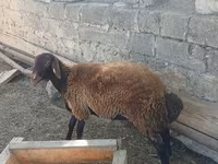 میش, گوسفند — عکس 2