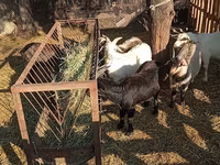 Billy Goat, Goats — photo 8