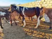 Էգ ձի, Ձիեր — լուսանկար 2