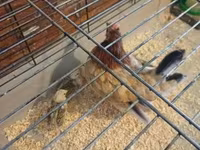 Chickens — عکس 1