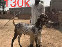 Այծեր (խումբ, սեռը նշված չէ), Najdi goat — լուսանկար 5