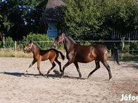 Jument, Lipizzaner — photo 4