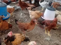 Chickens — φωτογραφία 4