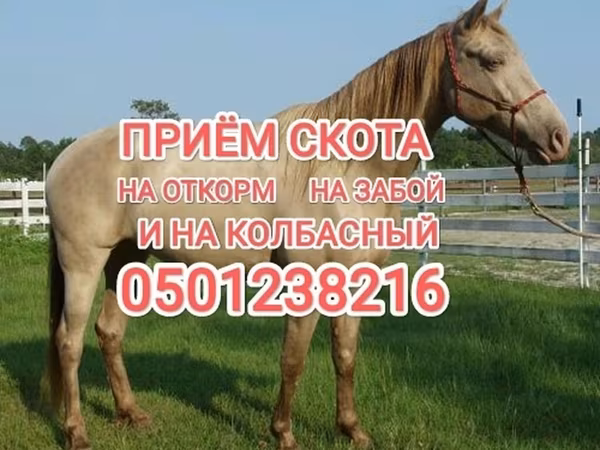 Horse (M), Horses