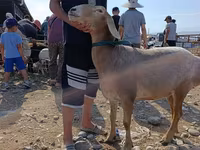 Vædder, Arashan sheep — foto 7