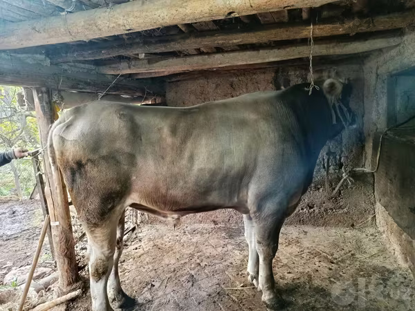 วัวตัวผู้, Swiss cattle