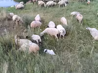 Хонь, Balbas sheep — 6 зураг