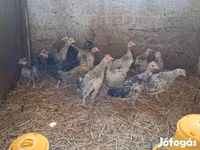Bantam Nhật Bản — ảnh 3
