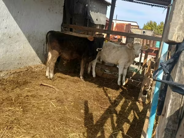 Бұқа, Swiss cattle