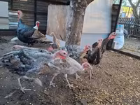 Turkeys — 1 зураг