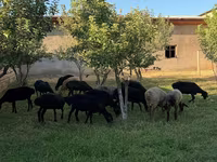 میش, گوسفند — عکس 3