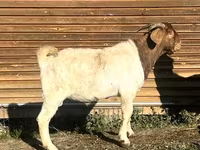 Geit, Toggenburg goat — foto 4