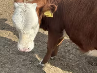 Bulle, Kasachische Weißkopfkuh — Foto 5