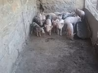Babi betina, Pigs — foto 1