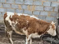 Kuh, Simmental cattle — Foto 1