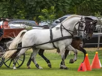 حصان, Hungarian horse breed — الصورة 2