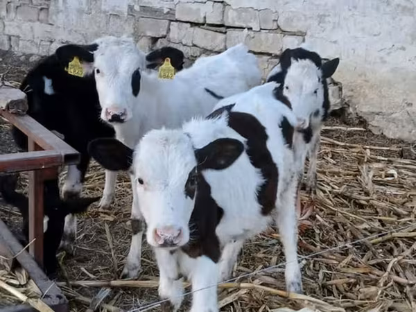 Touro, Russian Black pied cattle