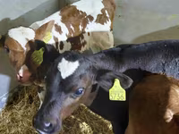 Bovine (lot, sex nespecificat), Simmental cattle — foto 1