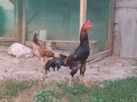 Chickens — 사진 2