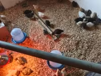 Chickens — picha 1