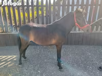 Faras, Horses — sawirka 2