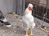 Chickens — 사진 1
