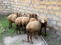 گوسفند (گروه، جنسیت مشخص نشده), گوسفند — عکس 3