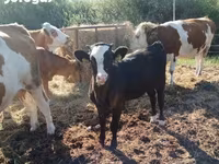 Mucca, Aberdeen Angus — foto 3
